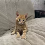 Котенка редкой породы продают в Барнауле – он вырастет с человека. И это не мейн-кун