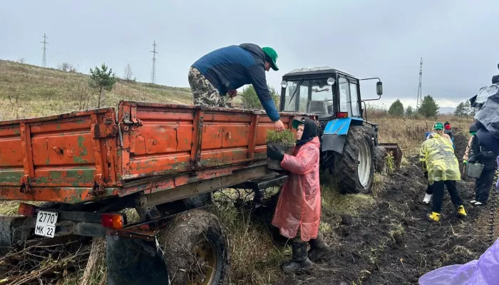 Сохраним лес: на Алтае высадили более двух тысяч сеянцев хвойных пород