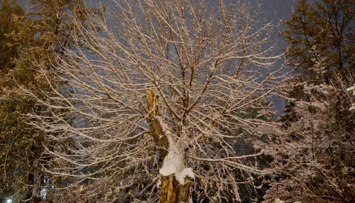 Потепление и метели: прогноз погоды в Алтайском крае на 24 декабря