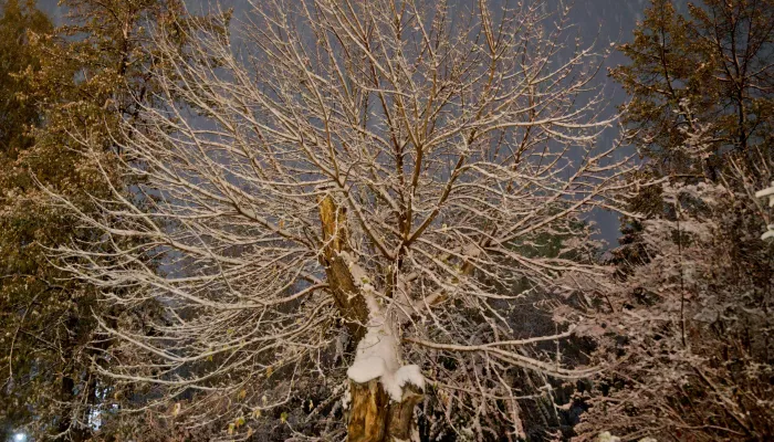 Потепление и метели: прогноз погоды в Алтайском крае на 24 декабря