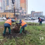 На улицах и общественных пространствах Барнаула продолжают высаживать деревья