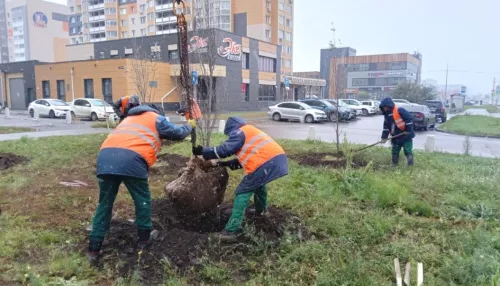 На улицах и общественных пространствах Барнаула продолжают высаживать деревья