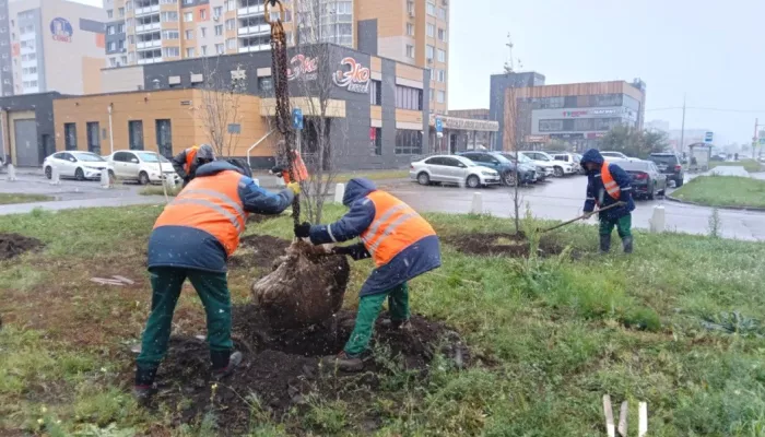 На улицах и общественных пространствах Барнаула продолжают высаживать деревья
