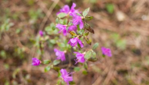 Песни, танцы, угощения: Как прошел праздник Цветение Маральника. Фоторепортаж