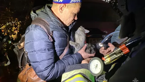 Спасли людей и котиков: серьезный пожар уничтожил квартиру в Барнауле