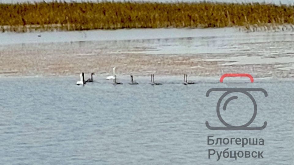 Лебеди на озере Ракиты