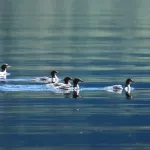 В Алтайском заповеднике запечатлели осенних птиц. Фото