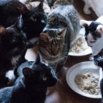 Жительнице Барнаула и ее 60 кошкам грозит выселение из квартиры
