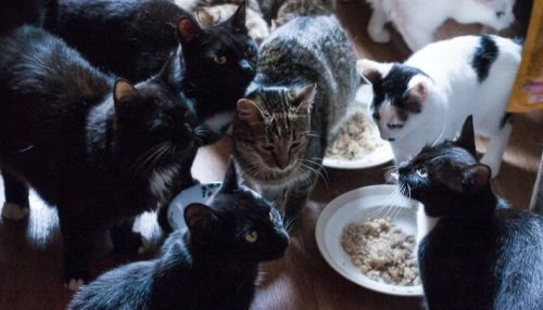 Жительнице Барнаула и ее 60 кошкам грозит выселение из квартиры