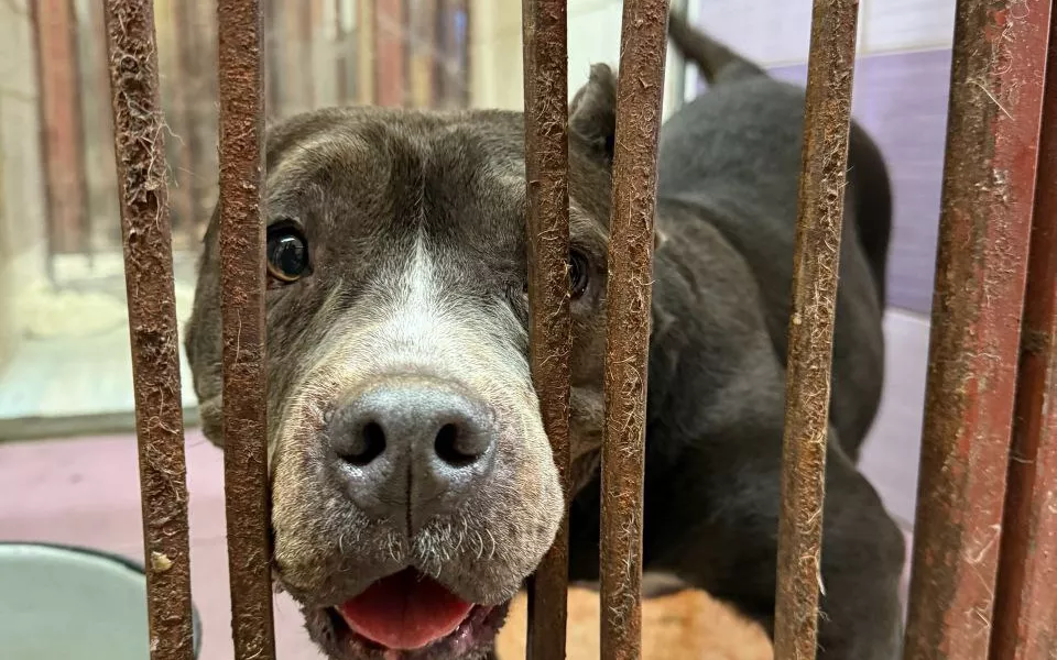 Новосибирский кинолог выбрасывает породистых собак у барнаульского приюта Ласка