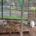 Новый пушистый обитатель поселился в барнаульском зоопарке