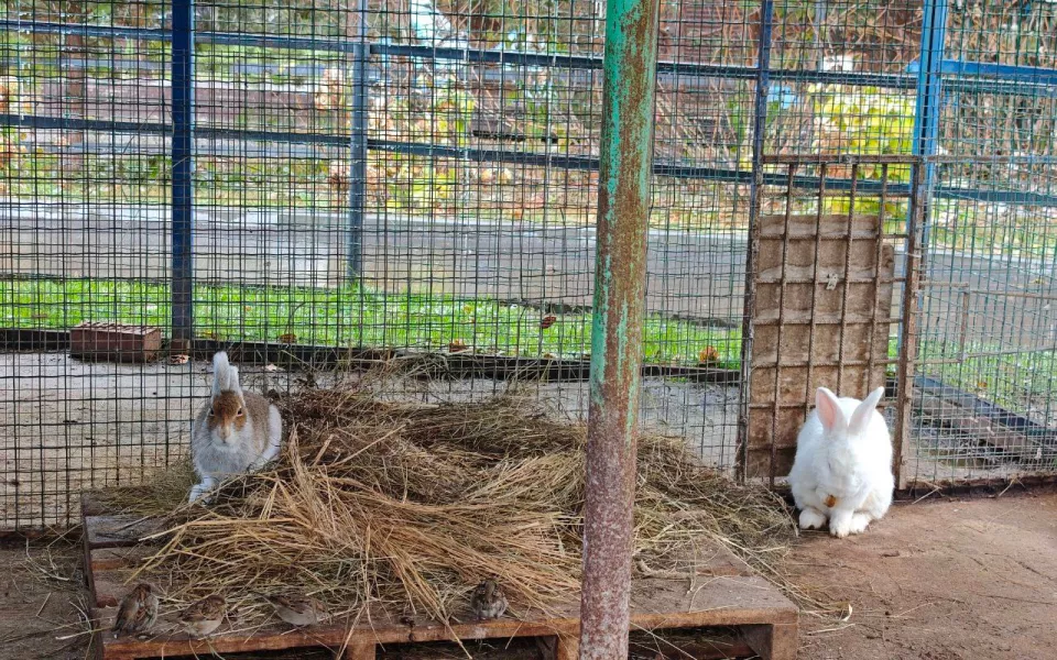 Новый пушистый обитатель поселился в барнаульском зоопарке