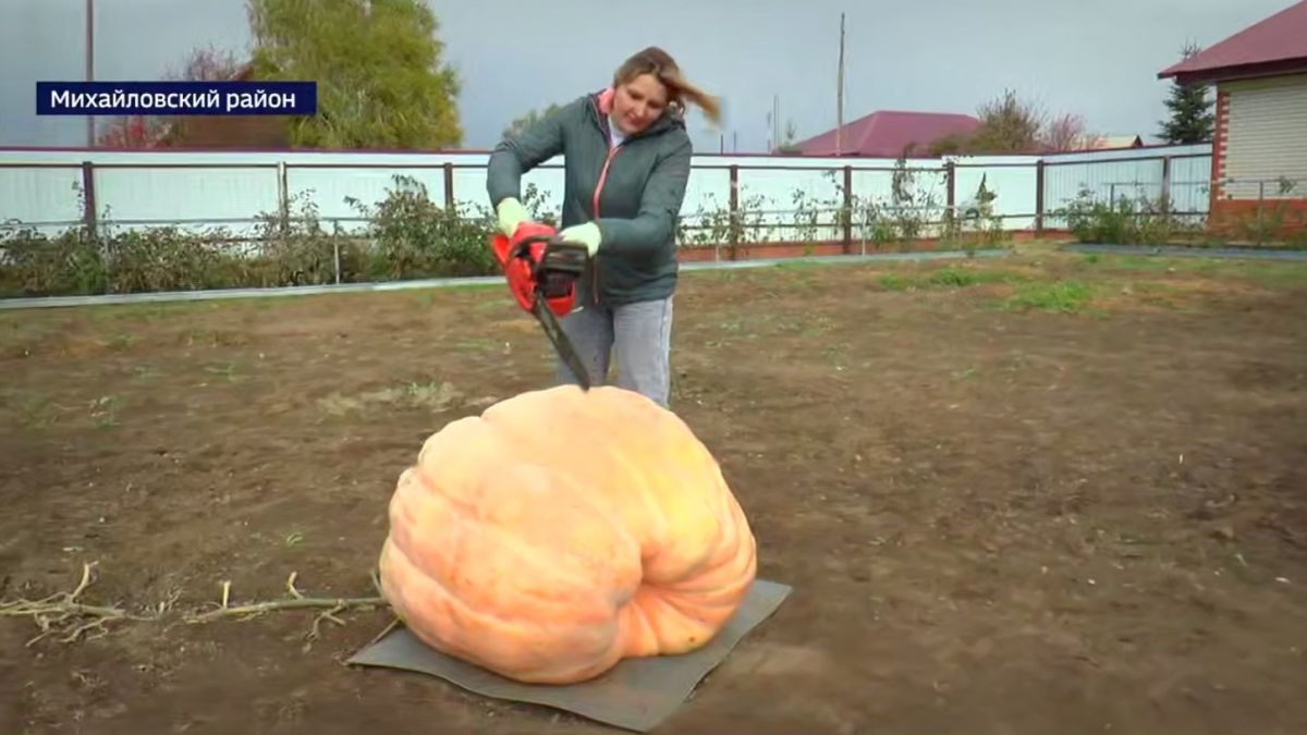 Гигантская тыква