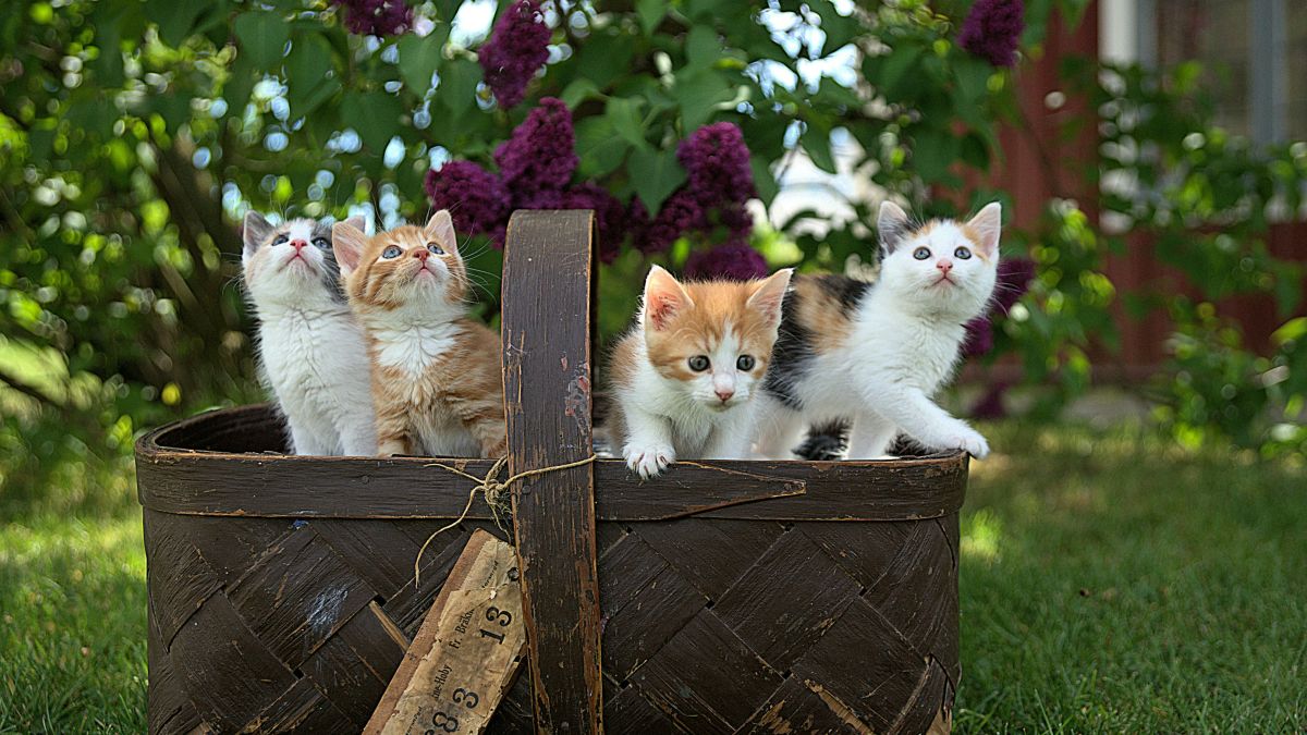 Кошки