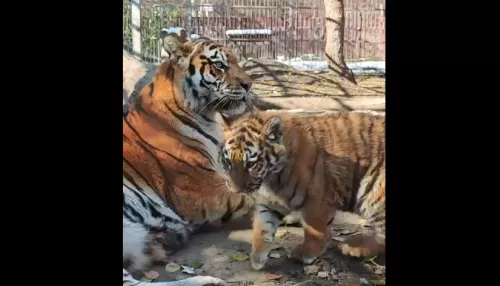 В барнаульском зоопарке показали подросших тигрят. Видео