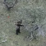Медвежью охоту за яблоками засняли на видео в Алтайском заповеднике