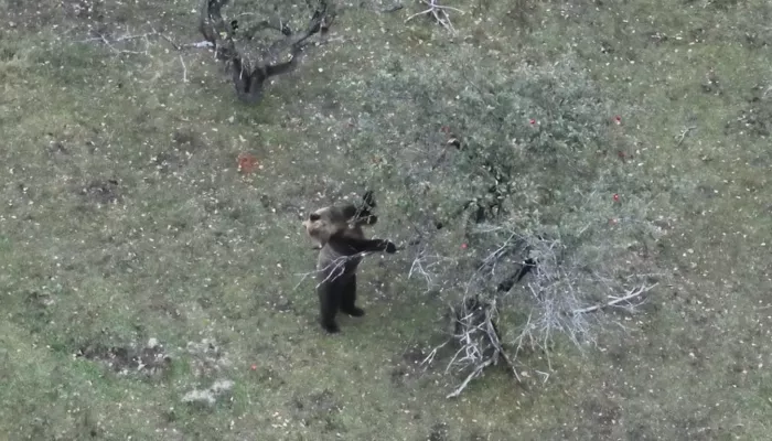 Медвежью охоту за яблоками засняли на видео в Алтайском заповеднике
