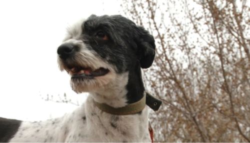 Ко мне!: собака Ася ищет хозяина в Барнауле
