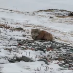 В Сайлюгемском нацпарке засняли дикого кота манула. Фото