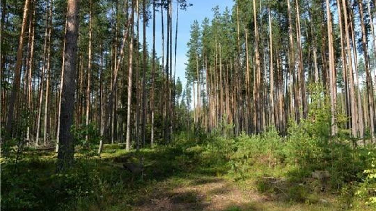 Незаконно предоставленные лесные земли