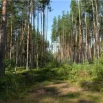 В Республике Алтай прокуратура требует отменить незаконные сделки с лесными землями