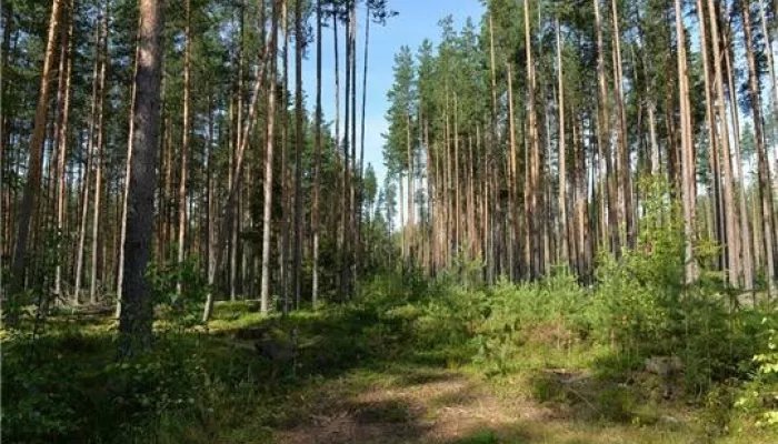 В Республике Алтай прокуратура требует отменить незаконные сделки с лесными землями