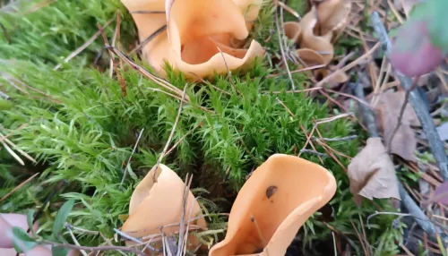 Необычный гриб в виде растущих из земли ушей осла нашли в алтайском лесу. Фото