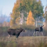 Алтайский фотограф заснял осенний гон лосей в Обском заказнике. Фото
