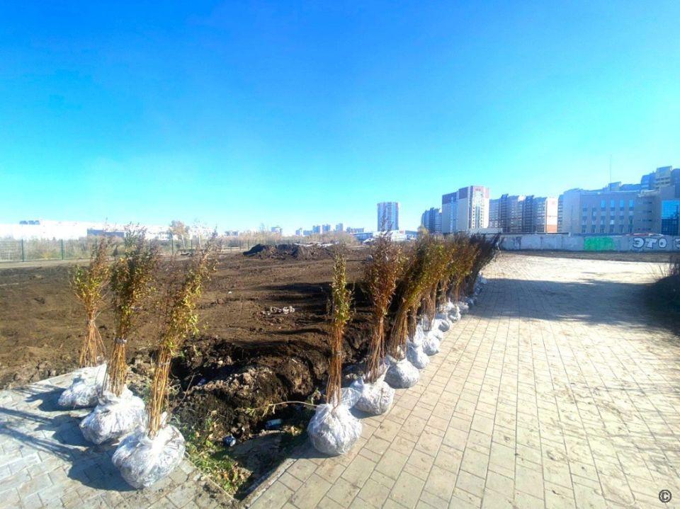 В Барнауле высаживают деревья и кустарники В Барнауле высаживают деревья и кустарники