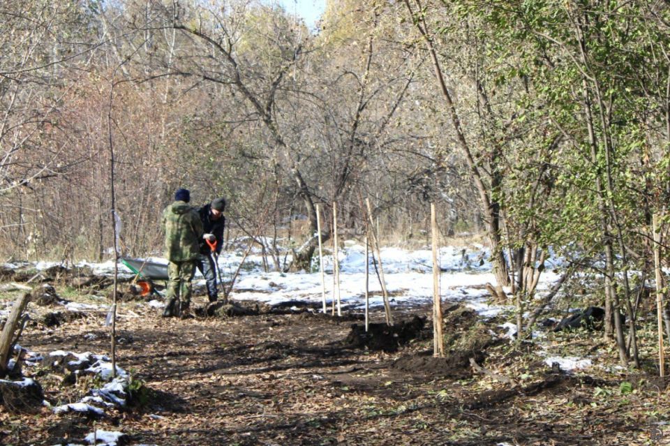 В Барнауле высаживают деревья и кустарники В Барнауле высаживают деревья и кустарники