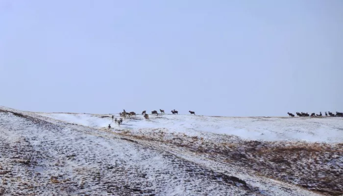 Появились новые кадры с учета горного барана в Республике Алтай. Фото