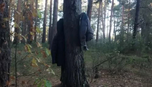 Лес чудес: неизвестные в Бийске развесили куртки на деревьях