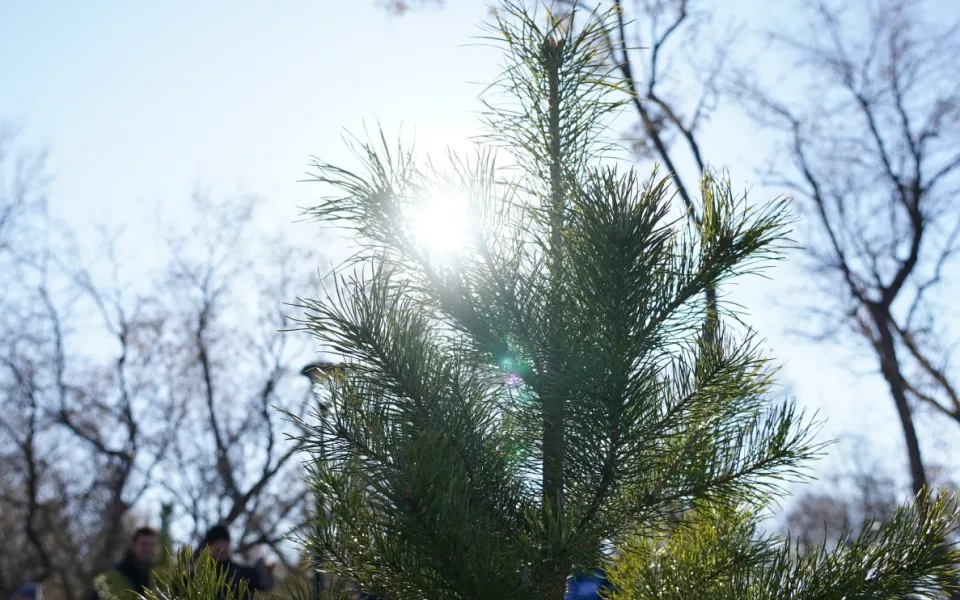 Глава Барнаула лично высадит деревья взамен варварски спиленных сосен у новостройки