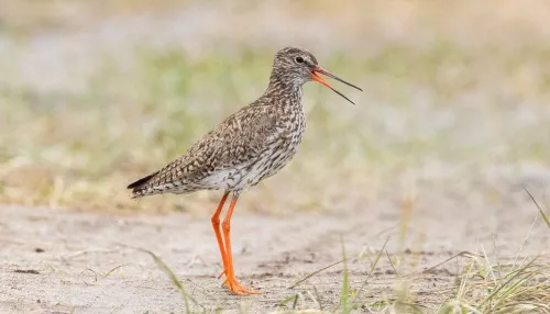 В Сайлюгемском нацпарке запечатлели семейство очень пугливых травников. Фото