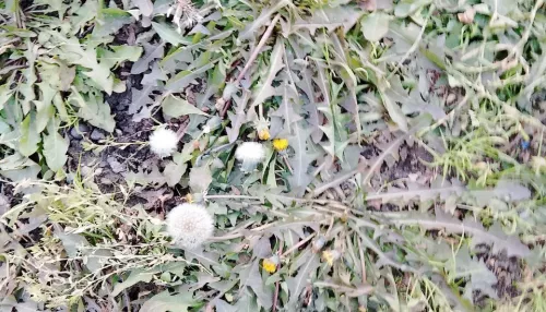 Нетипичная осень: в Барнауле на фоне потепления расцвели одуванчики