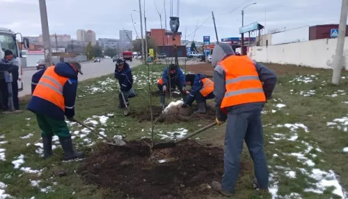 В Барнауле высаживают новые деревья и кустарники: где они появятся
