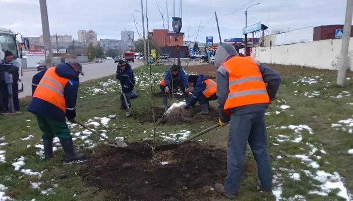 В Барнауле высаживают новые деревья и кустарники: где они появятся
