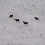 На границе России и Монголии завершился учет аргали. Фото