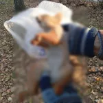 Прививка от бешенства: женщина, душившая белку в Барнауле, рассказала свою версию