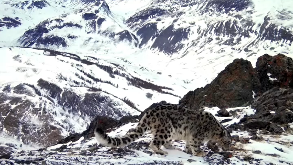 Снежный барс в горах Алтая