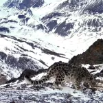 В Сайлюгемском нацпарке показали двух снежных барсов, живущих в горах Алтая. Видео