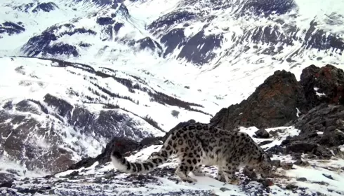 Ученые подсчитали численность снежного барса в Республике Алтай