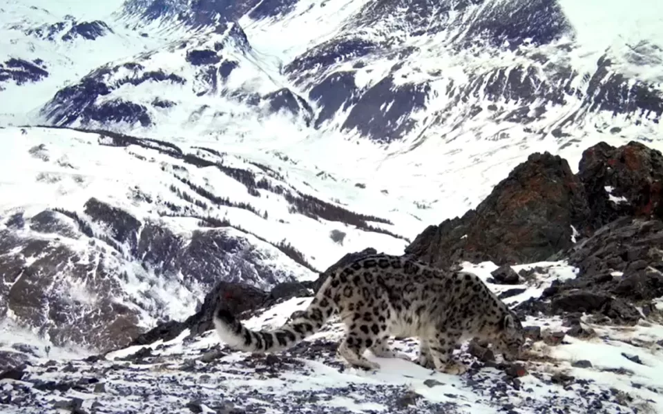 Ученые подсчитали численность снежного барса в Республике Алтай