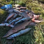 Поклевок много, но порой холостые: как рыбаки Алтайского края закрывают сезон. Фото