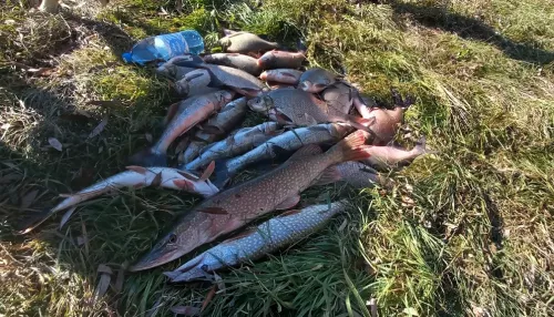 Поклевок много, но порой холостые: как рыбаки Алтайского края закрывают сезон. Фото