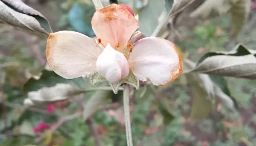 Под конец октября в Алтайском крае вновь зацвела яблоня