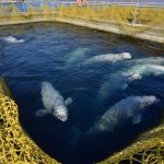 Власти Приморья рассказали, когда выпустят косаток из китовой тюрьмы