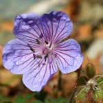 В Алтайском заповеднике вновь распустились цветы. Фото