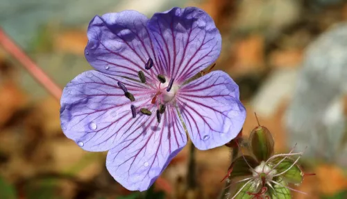 В Алтайском заповеднике вновь распустились цветы. Фото