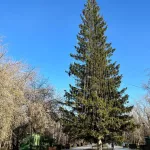 В барнаульском парке уже начали наряжать елку к Новому году